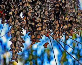 Butterflies (285 × 225 px)