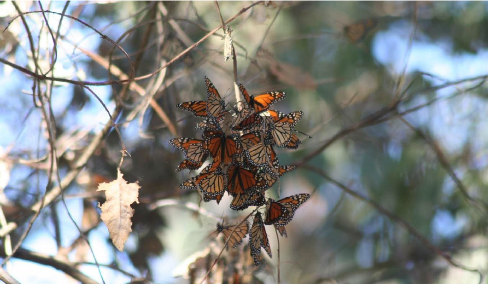 Western Monarch Butterfly