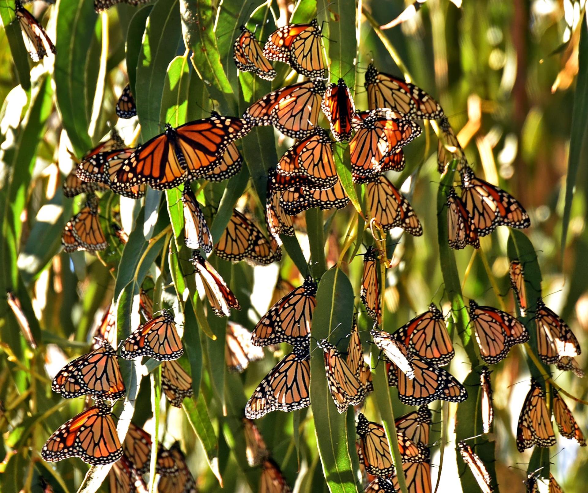 Monarch Butterfly Cluster_Mike Eliason_Nov. 2023