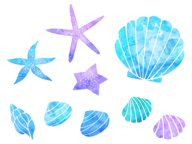 pastel assortment of starfish and sea shells