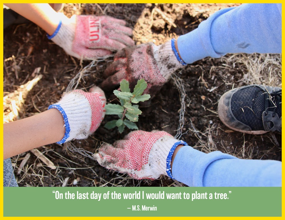 photo of tree planting