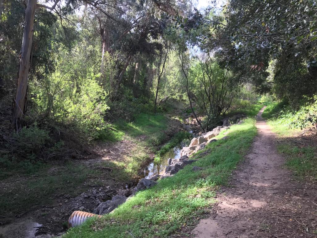 Creek Cleanups